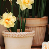 Plant Pots