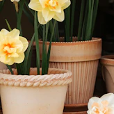 Pots