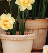 Plant Pots