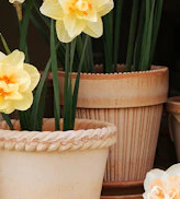 Pots
