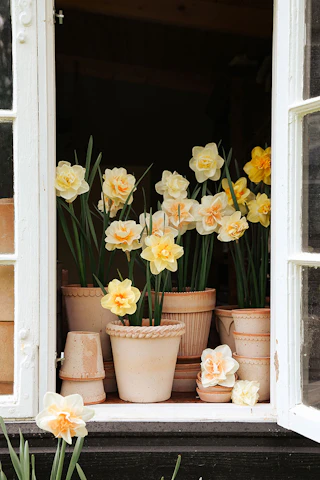 Outdoor pots & Planters