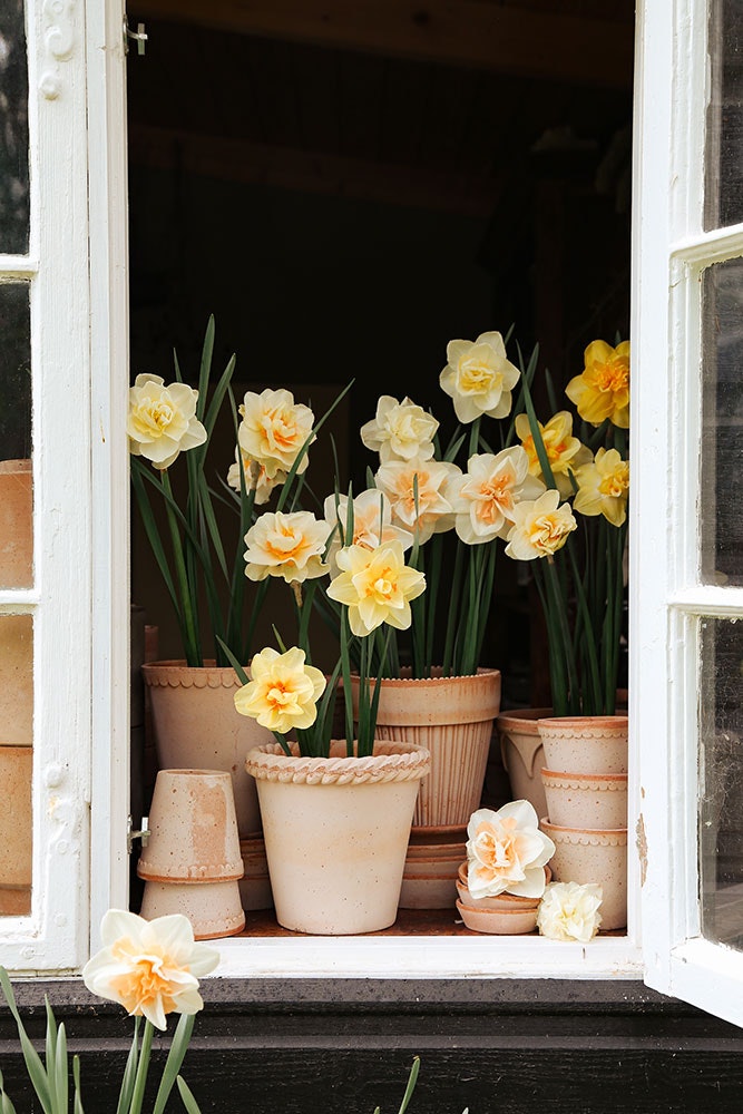 Outdoor pots & Planters